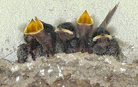 Photo of Barn Swallow babies being cute