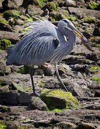 Photo of a Great Blue Heron hunting