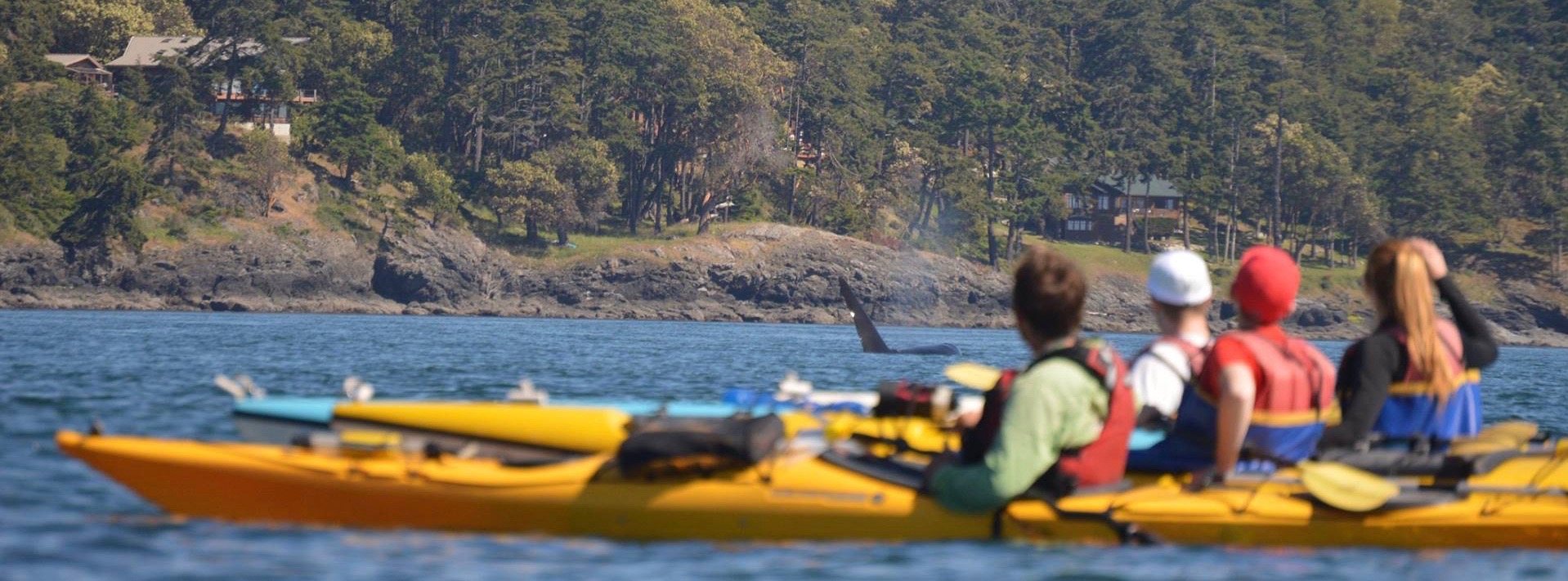 Group of kayakers observe orca whale