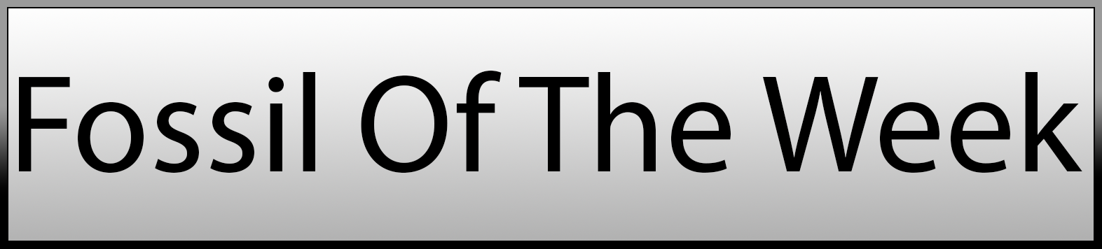 Fossil of The Week